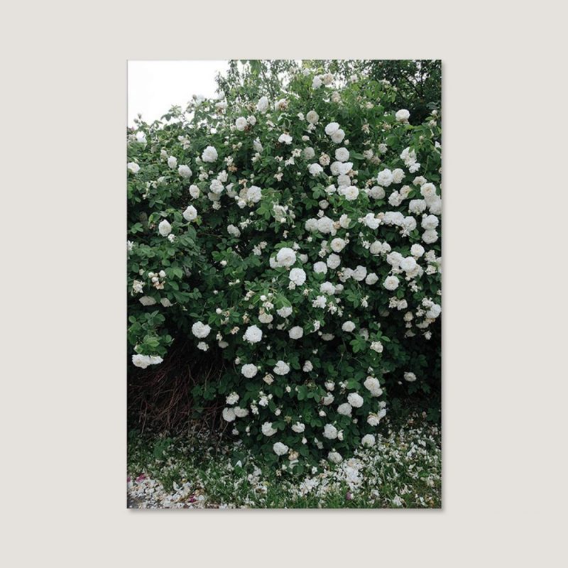 쿠나장롱 [엘리자베스 덩케르] White Rose 70 x 100 cm (액자 포함), 베뉴페, 쿠나장롱 kunajangrong
