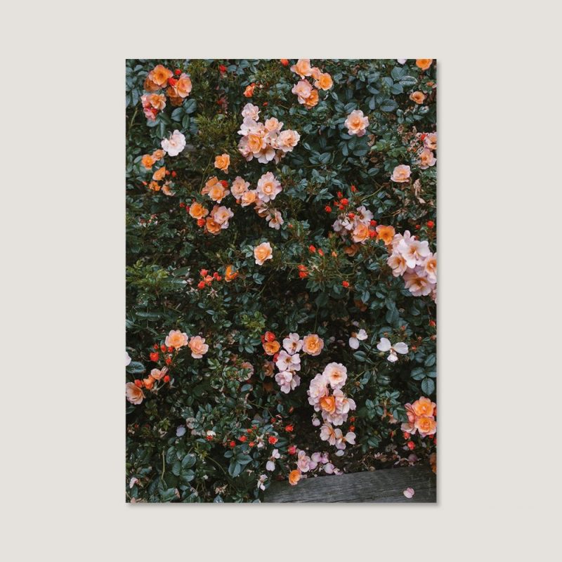 쿠나장롱 [엘리자베스 덩케르] Rose 70 x 100 cm (액자 포함)